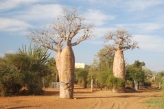 madagaskar4008