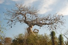 madagaskar4012