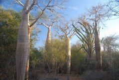 madagaskar4021
