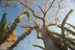 madagaskar4023