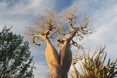 madagaskar4024