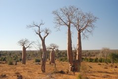 madagaskar4028