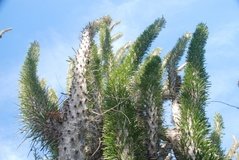 madagaskar4031