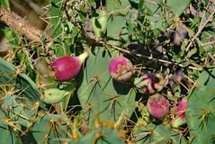 madagaskar4101