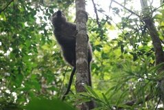 madagaskar4411