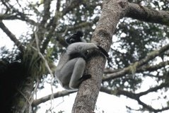 madagaskar4413