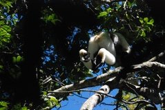 madagaskar4426