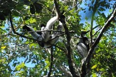 madagaskar4429