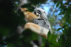madagaskar4442