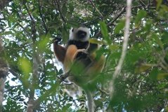 madagaskar4443