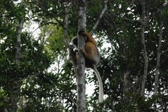 madagaskar4445
