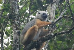 madagaskar4446