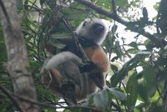 madagaskar4447