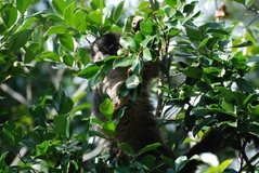 madagaskar4456