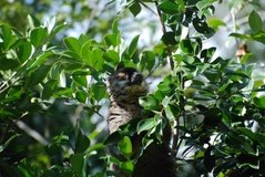 madagaskar4457