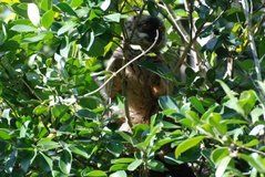 madagaskar4458