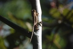 madagaskar4462