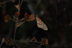 madagaskar4473