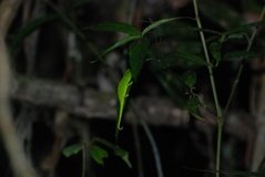 madagaskar4474