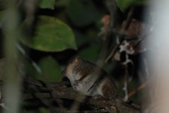 madagaskar4477