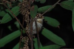 madagaskar4478