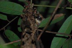 madagaskar4479