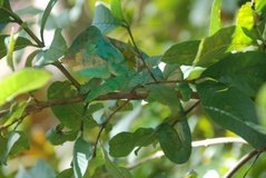 madagaskar4482