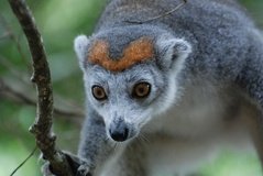 madagaskar4503