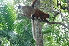 madagaskar4506