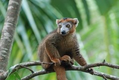 madagaskar4509