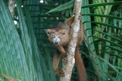madagaskar4510
