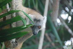 madagaskar4513