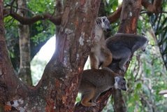 madagaskar4516