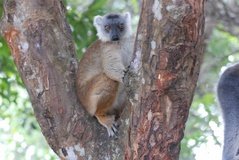 madagaskar4517