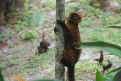 madagaskar4518
