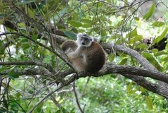 madagaskar4519