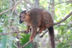 madagaskar4520