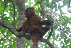 madagaskar4521
