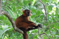 madagaskar4522