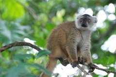 madagaskar4523