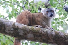 madagaskar4524