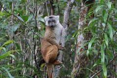 madagaskar4525