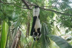madagaskar4526