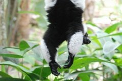 madagaskar4527