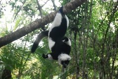 madagaskar4528
