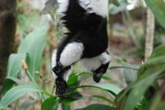 madagaskar4529