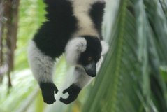 madagaskar4530