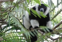 madagaskar4531