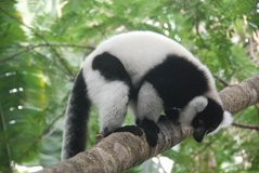 madagaskar4532