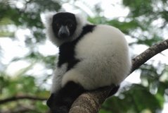 madagaskar4533